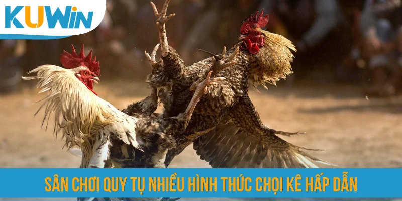 Sân chơi quy tụ nhiều hình thức chọi kê hấp dẫn